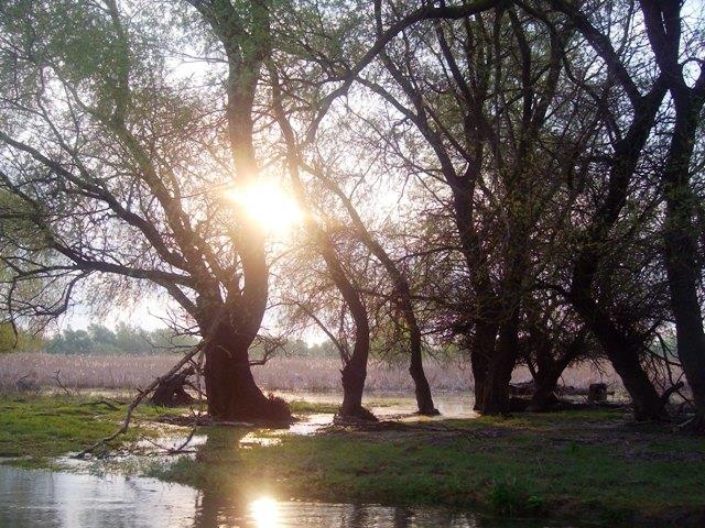 Doar ... NATURA - 3 - sany5304.JPG